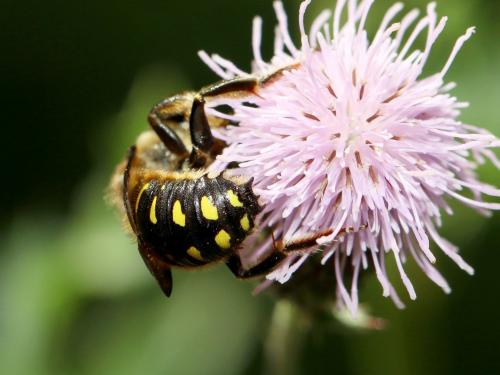 Réf. 167 710 : Anthidium septemspinosum