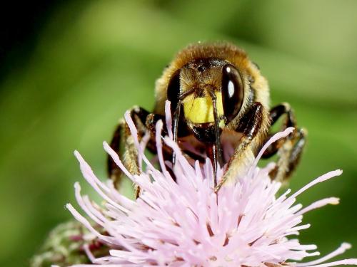 Anthidium septemspinosum