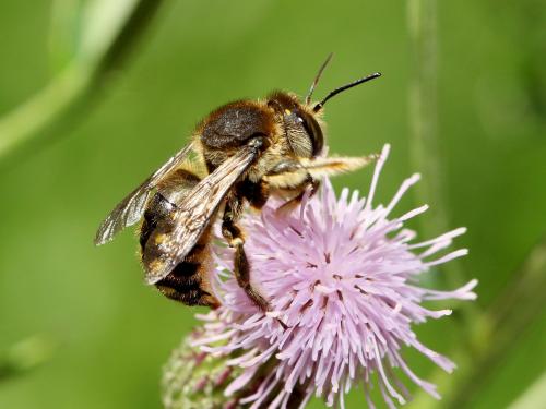 Anthidium septemspinosum