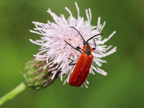 Réf. 167 901 : Lygistopterus sanguineus