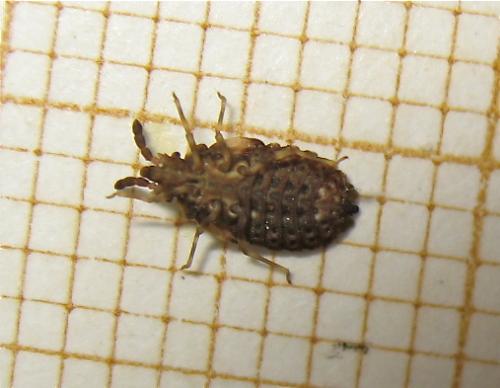 Aradus sp.