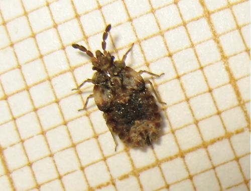 Réf. 167 046 : Aradus sp.