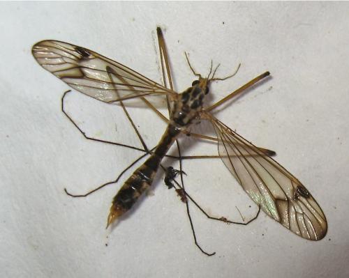 Nephrotoma quadrifaria
