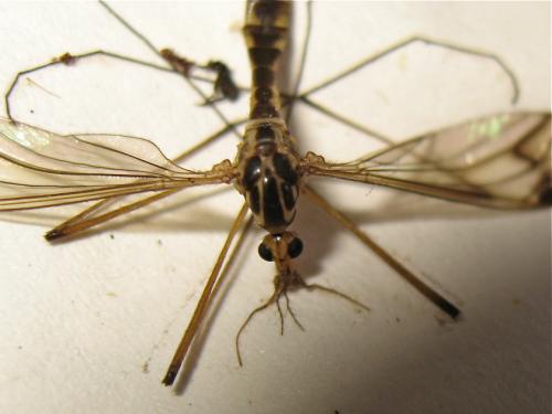 Nephrotoma quadrifaria