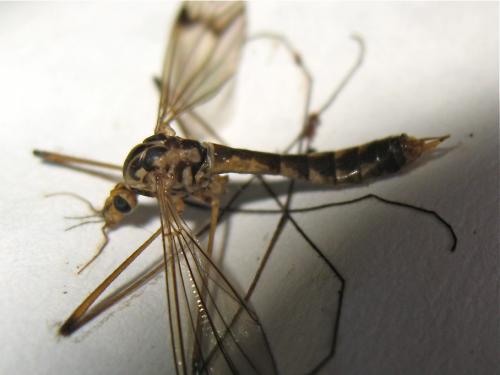 Nephrotoma quadrifaria