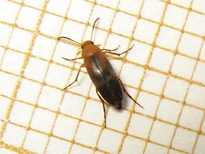 Anaspis sp.