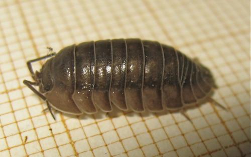 Réf. 167 280 : Armadillidium nasatum
