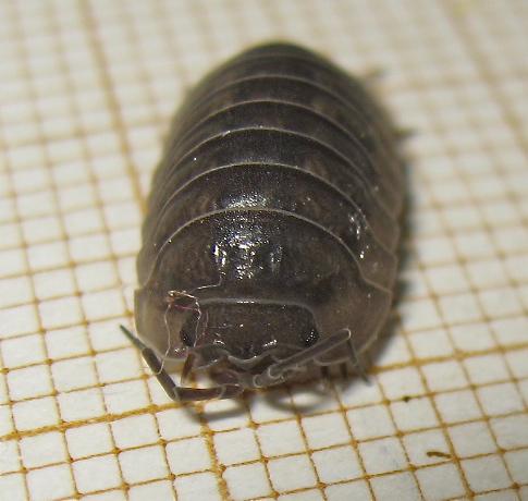 Réf. 167 279 : Armadillidium nasatum