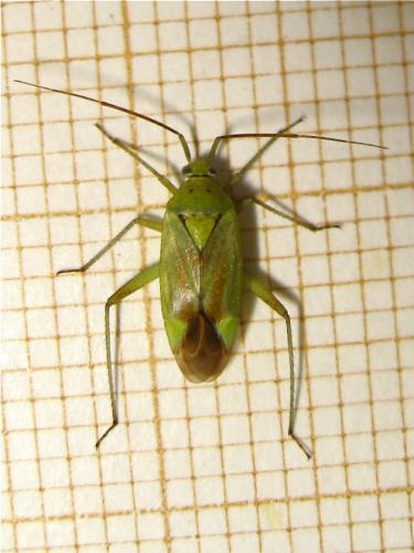 Closterotomus norwegicus
