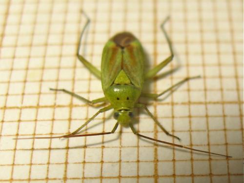 Closterotomus norwegicus