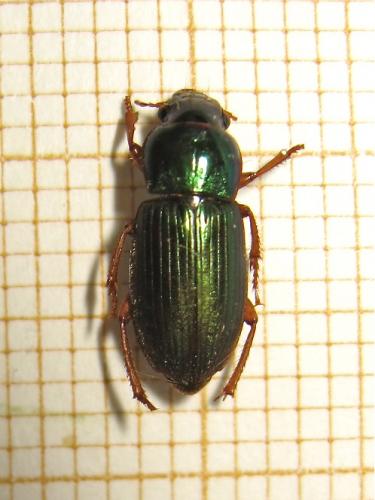 Réf. 167 277 : Harpalus affinis