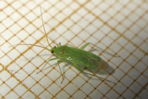 Blepharidopterus diaphanus