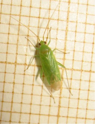 Blepharidopterus diaphanus