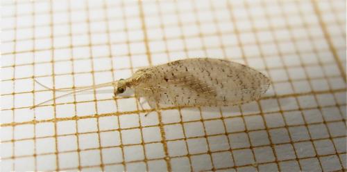 Hemerobius sp.
