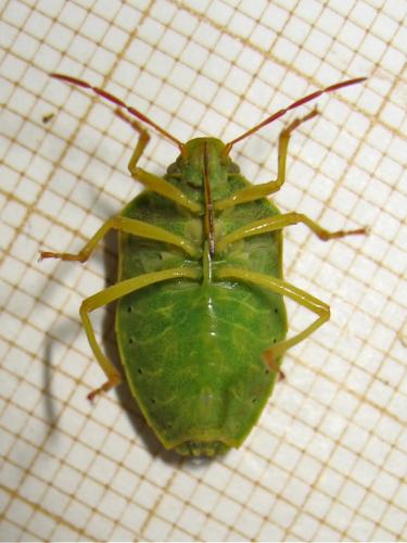Piezodorus lituratus