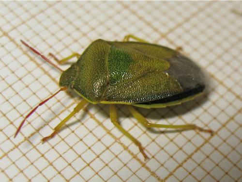 Piezodorus lituratus