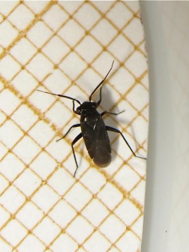 Pachytomella sp.
