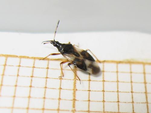 Anthocoris nemorum
