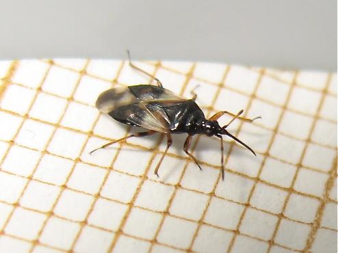Anthocoris nemorum
