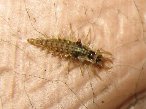 Réf. 167 516 : Chrysopa perla