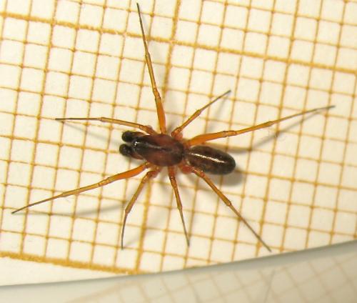 Neriene clathrata