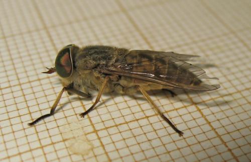 Réf. 167 875 : Tabanus bromius
