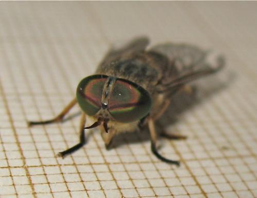 Réf. 167 874 : Tabanus bromius