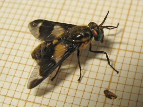 Réf. 167 876 : Chrysops caecutiens
