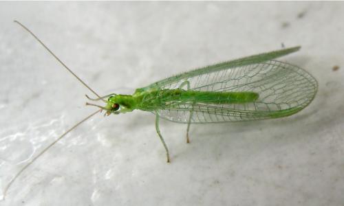 Chrysoperla sp.