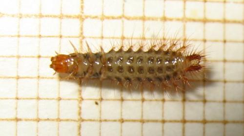 Drilus flavescens
