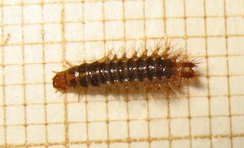 Drilus flavescens