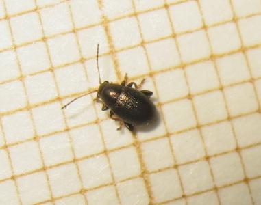 Chaetocnema sp.