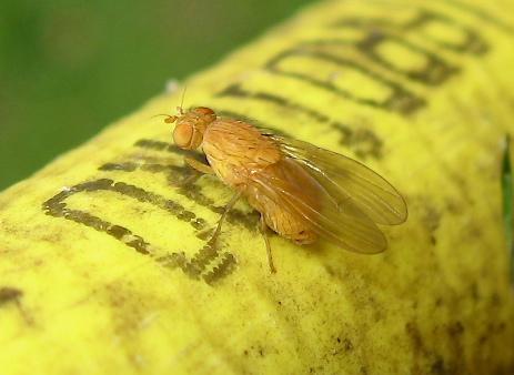 Sapromyzosoma laevatrispina