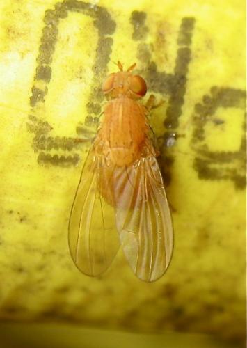Sapromyzosoma laevatrispina