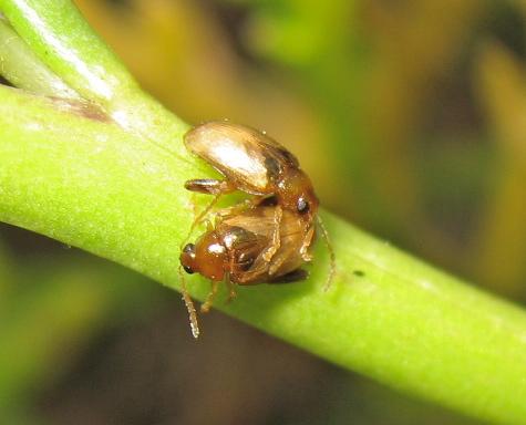 Psylliodes marcida