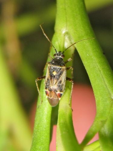 Polymerus cognatus