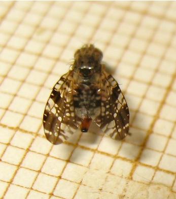 Tephritis vespertina