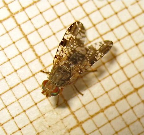 Tephritis vespertina