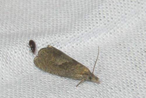 Réf. 167 308 : Dichrorampha simpliciana
