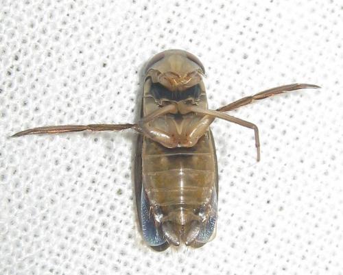 Hesperocorixa sahlbergi