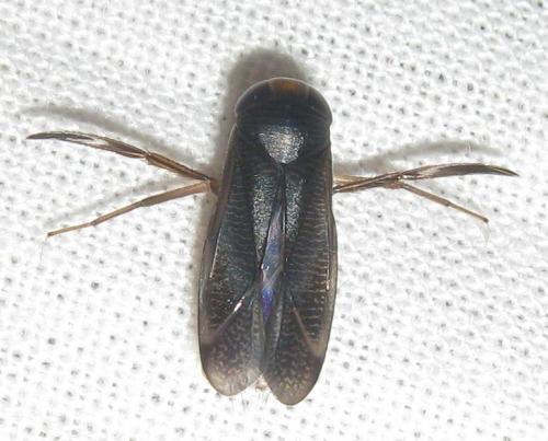 Hesperocorixa sahlbergi