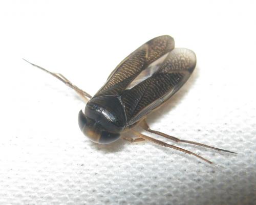 Hesperocorixa sahlbergi