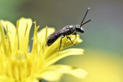 Réf. 167 102 : Lasioglossum sp.