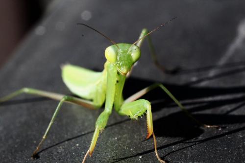 Réf. 167 215 : Mantis religiosa