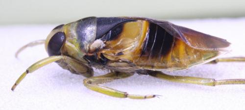 Notonecta maculata