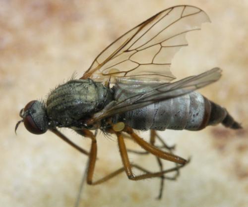 Réf. 167 394 : Empis sp.