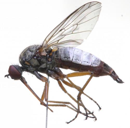 Réf. 167 395 : Empis sp.