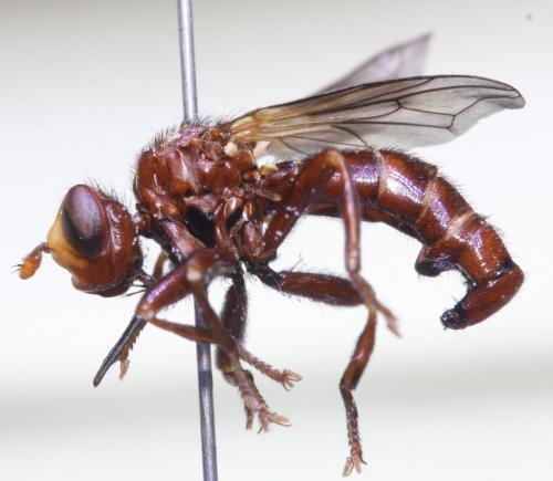 Sicus alpinus