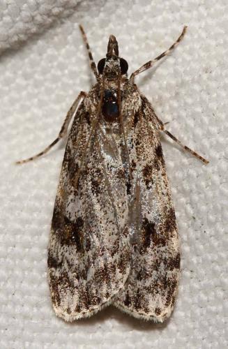 Réf. 167 365 : Scoparia sp.