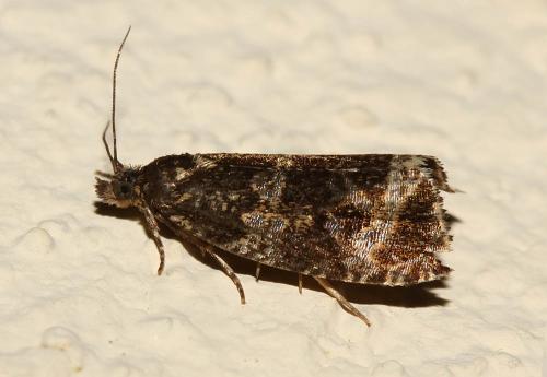 Réf. 167 552 : Celypha lacunana